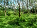 5 Acre Rubber Estate for sale in Millaniya, Kalutara (C7-10417)