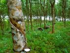 5 Acre Rubber Land for Sale – Prabuddhagama, Anguruwathota