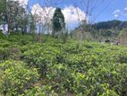 5-Acre Tea Estate with Cottage for Sale – Nillambe, Peradeniya