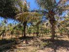 5 Acres Coconut Cultivation Land - Wariyapola, Kohanegama