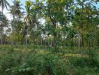 5 Acres Coconut Land for Sale in Kuliyapitiya