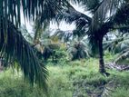 5 Acres Coconut Land for Sale in Mahakumbukkadawala