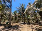 5 Acres Cultivated Land - Wariyapola, Kohanegama.