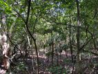 5 Acres Land For Sale In Dambulla - Kandalama