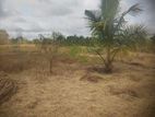 5 Acres Land with Houses for Sale in Puttalam - THI/LS/0026