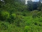 5 Acres neglected tea land sale-Galle-Dikkumbura
