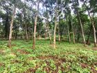 5 Acres of Rubber Land for Sale on Mirigama.