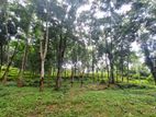 5 Acres of Rubber Land for Sale on Mirigama