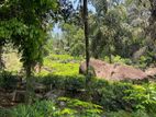 5 Acres Tea & Cinnamon Estate For Sale in Galle.