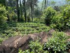 5 Acres Tea, Cinnamon and Clove Estate for Sale – Neluwa, Galle