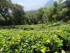 5 Acres Tea Cinnamon Clove Estate Land for Sale – Neluwa, Galle