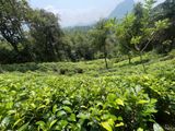 5 Acres Tea Estate Land for Sale in Galle Neluwa