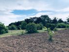 5 Acres Young Coconut Land for Sale - Anamaduwa