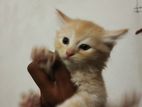 Persian Kittens