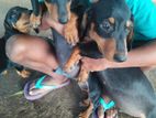 Dachshund Dogs