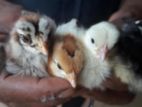 5 Days Old Chicks