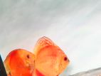 Discus Fish