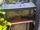 5 fish tank