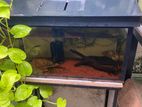 Fish Tanks