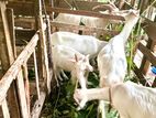 5 Goats-සනෙන්