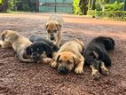 Great Dane German Shepherd Puppies