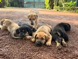 Great Dane German Shepherd Puppies