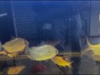 Aquarium Fished