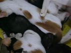 Kittens for Kind Home