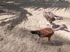 5 மாத கோழி குஞ்சுகள்