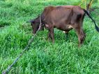 Male Cows