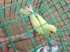 Love Birds