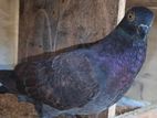 5 Pigeons