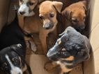 Puppies for Kind Home
