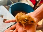 Hamsters