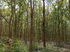 5 Teak Forest Plots Near Andigama