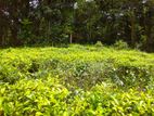 50-Acre Agricultural Land for Sale – Kalawana