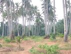 50 Acre Coconut Land for Sale Bingiriya