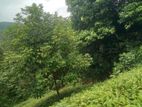 50 acre Land for sale in Ehaliyagoda