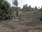 50 Acres Bare Land For Sale In Talaimannar