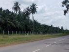 50 Acres Best Coconut Land for Sale in Puttalam Road Mundalama