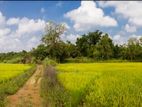 50+ acres near Sigiriya Dambulla For Sale