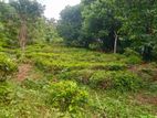 50 Acres of Scenic Land for Sale in Ehaliyagoda