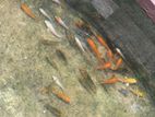 50 Carp fish