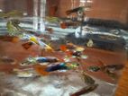 Guppy Fishes