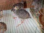 500 Healthy quail in 20-Day-Old