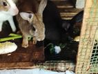 Rabbit