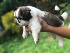Shih tzu Puppies