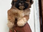 Shih Tzu Puppy