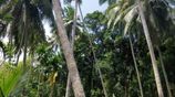 504 Perch Agriculture Land with House for Sale in Matara Beliatta