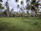 52-Acre Coconut Estate for Sale – Hiripitiya, Gonagama, Kurunegala